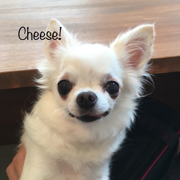Cheese Cheese