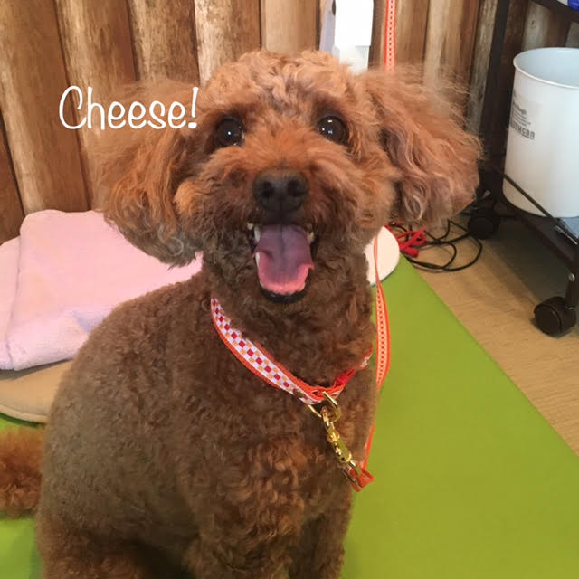 Cheese Cheese