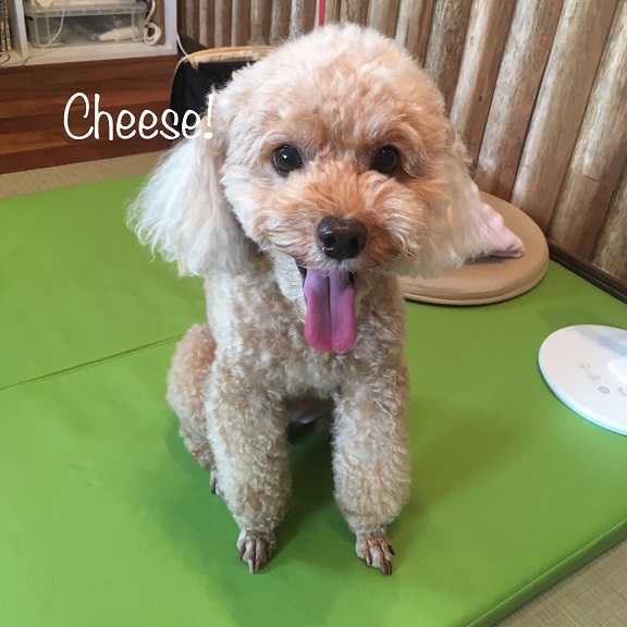 Cheese Cheese