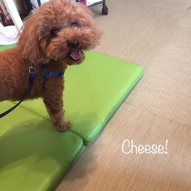 Cheese Cheese