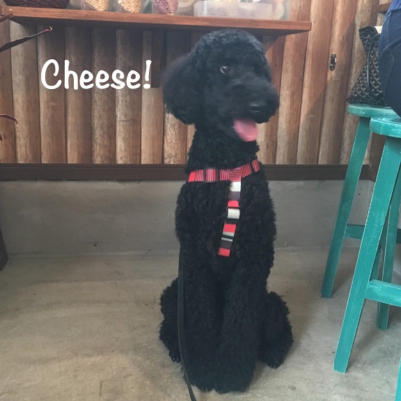 Cheese Cheese