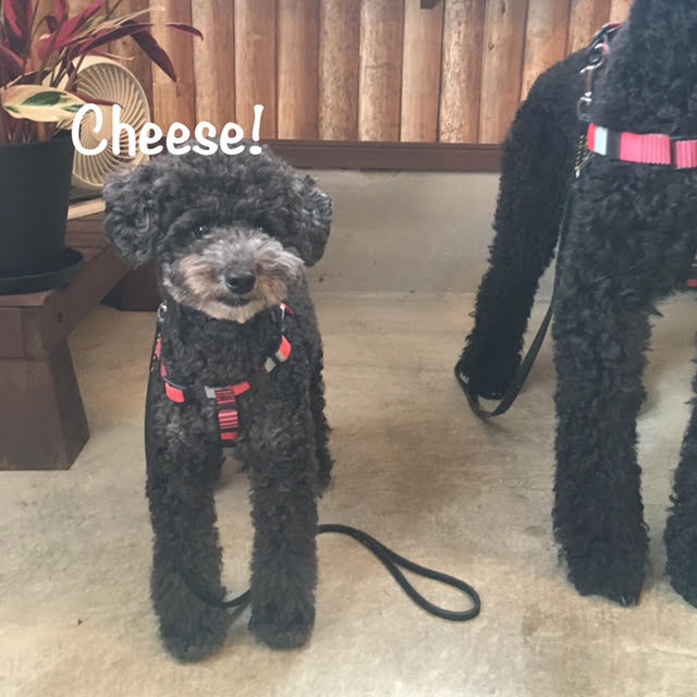 Cheese Cheese