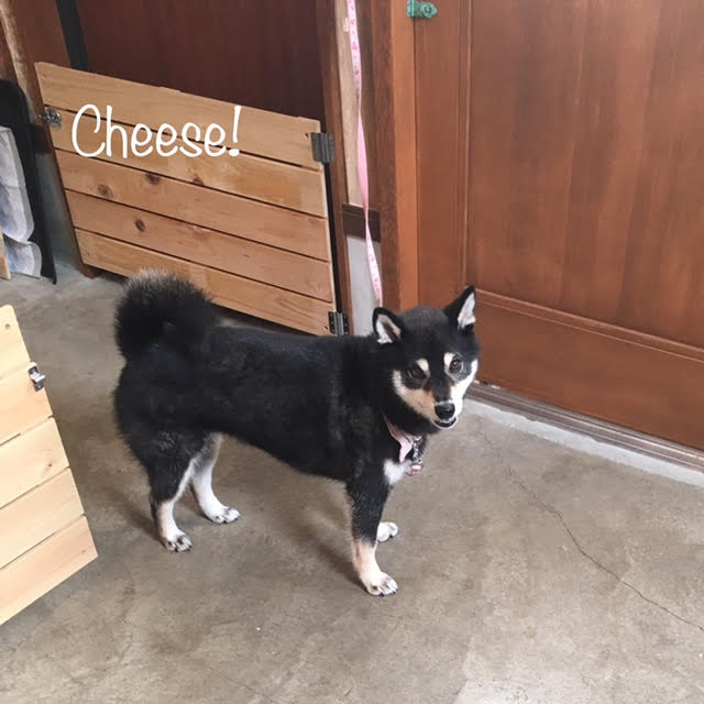 Cheese Cheese