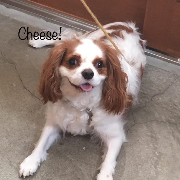 Cheese Cheese