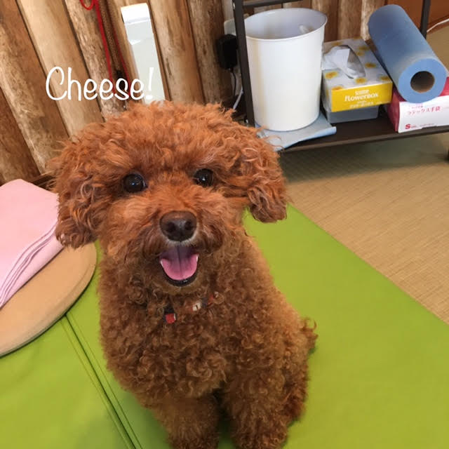 Cheese Cheese
