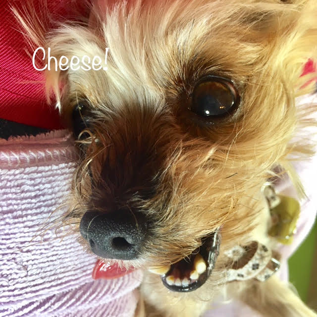 Cheese Cheese