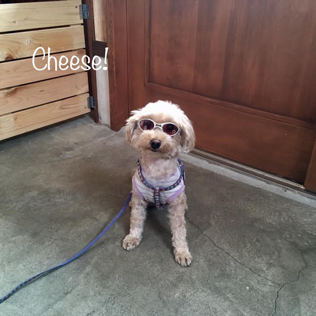 Cheese Cheese