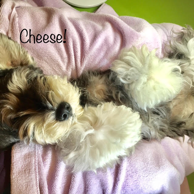 Cheese Cheese
