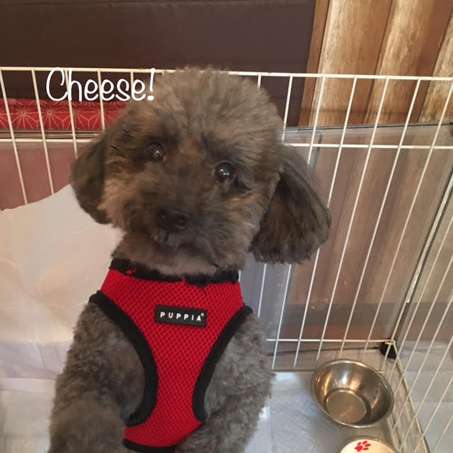 Cheese Cheese