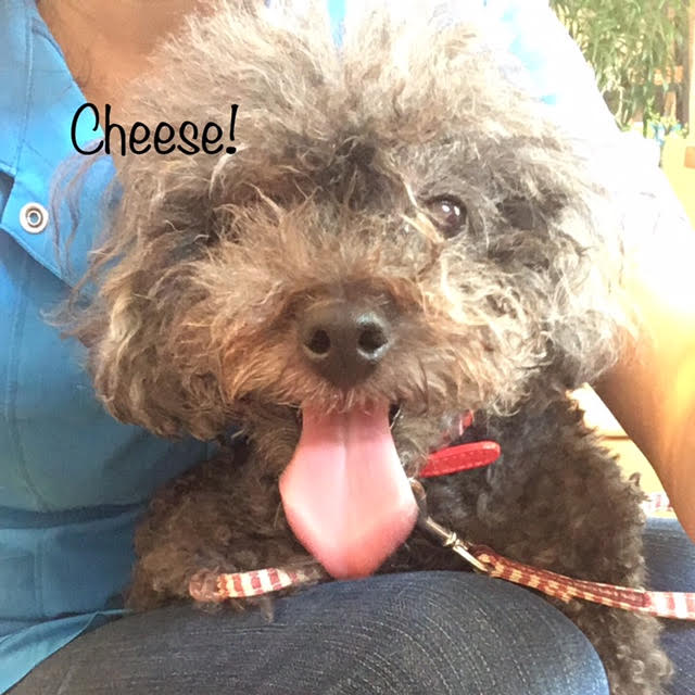 Cheese Cheese