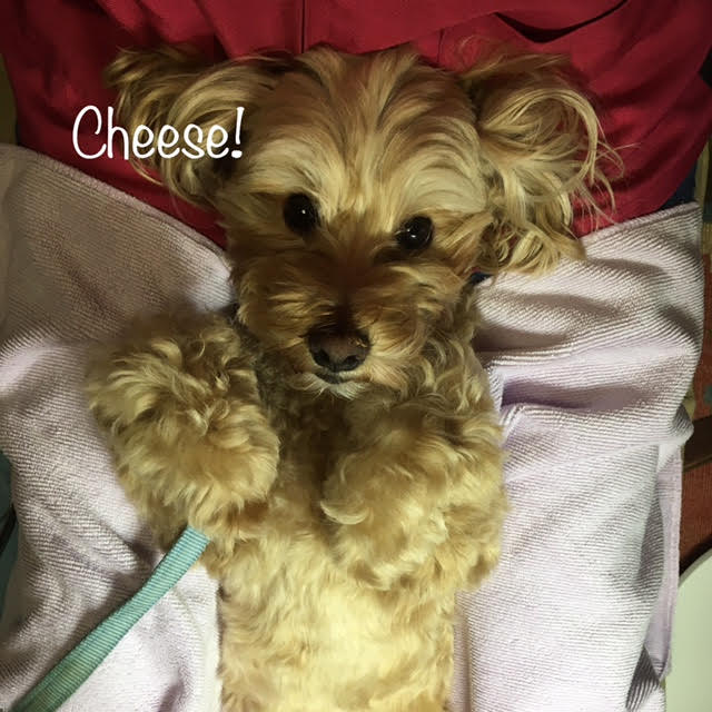 Cheese Cheese