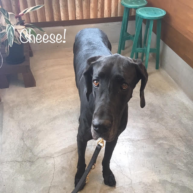 Cheese Cheese