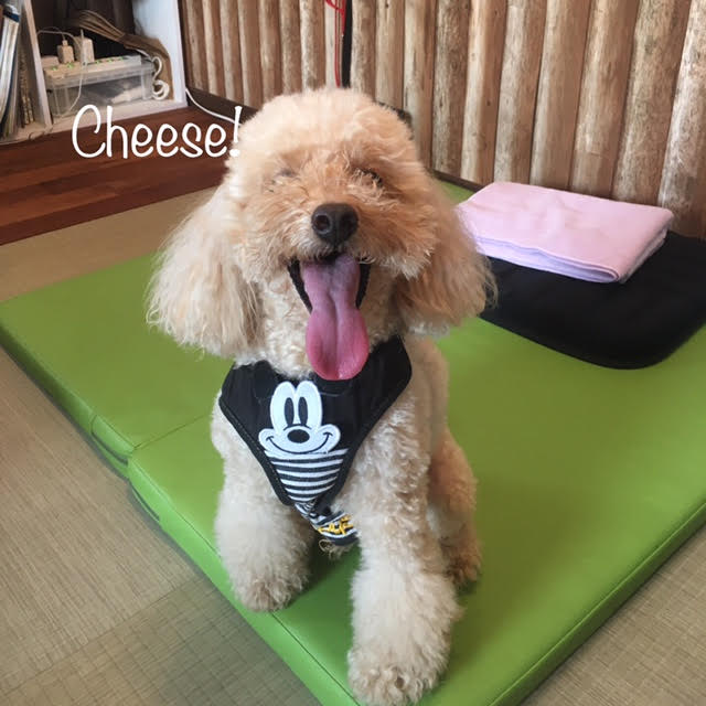 Cheese Cheese