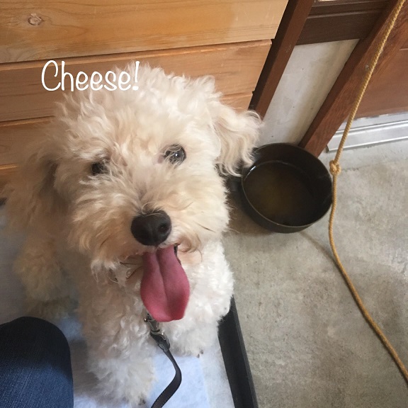 Cheese Cheese