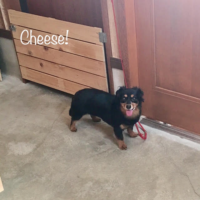 Cheese Cheese