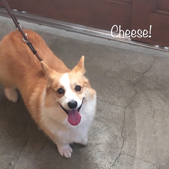 Cheese Cheese