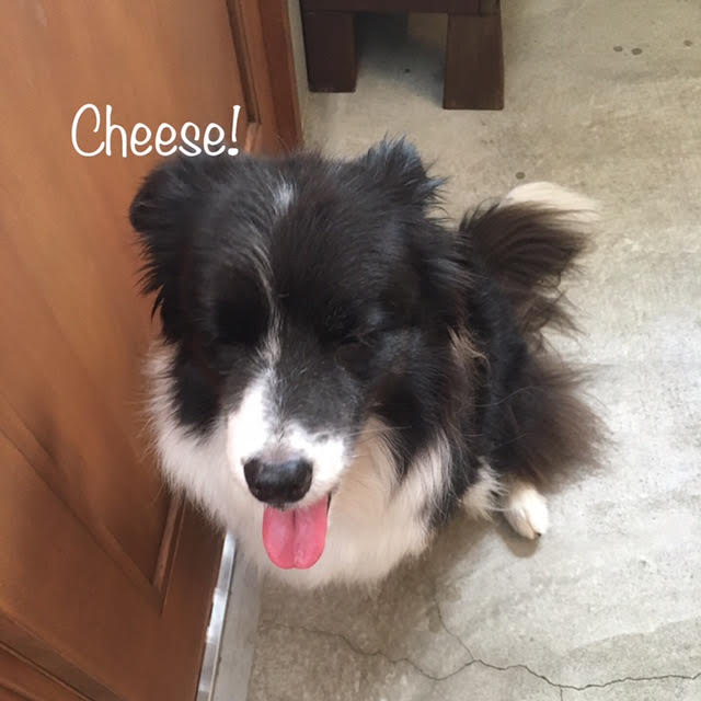 Cheese Cheese