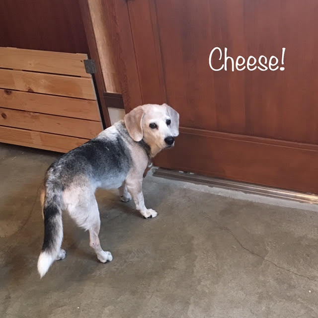 Cheese Cheese