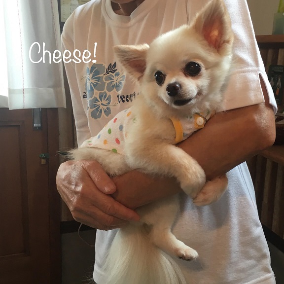 Cheese Cheese
