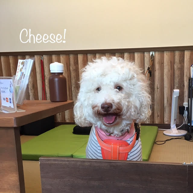 Cheese Cheese