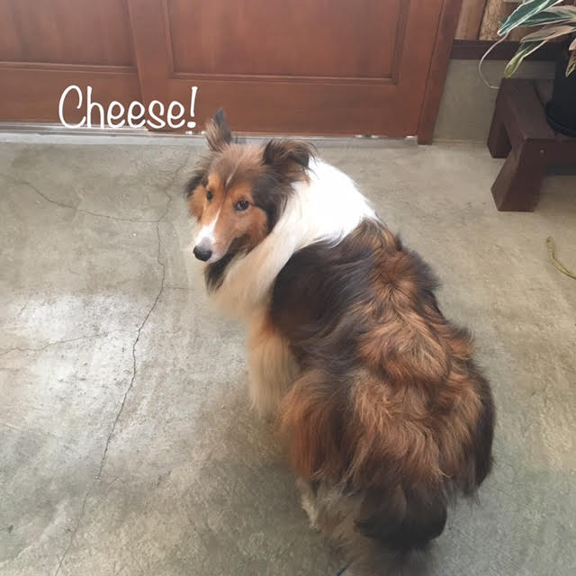 Cheese Cheese