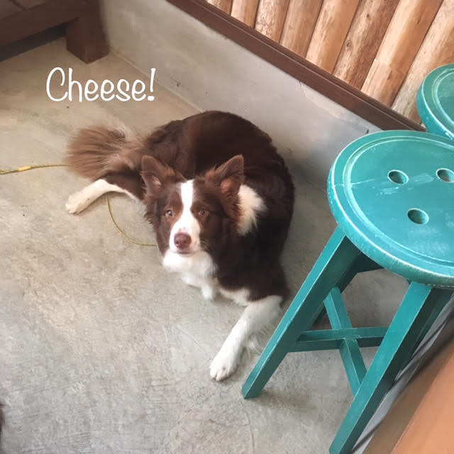 Cheese Cheese