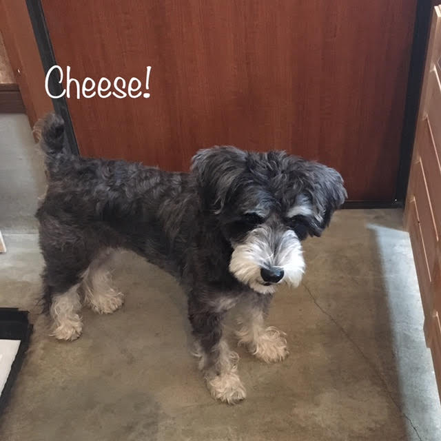 Cheese Cheese