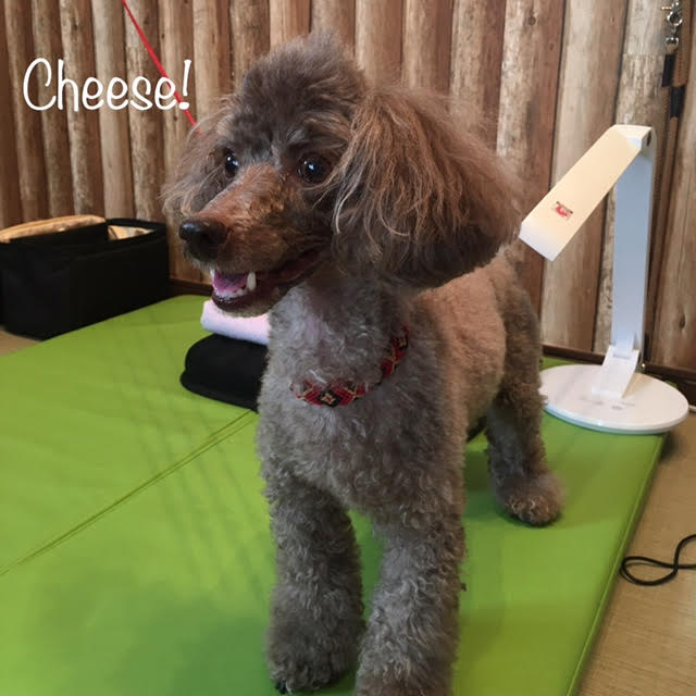 Cheese Cheese