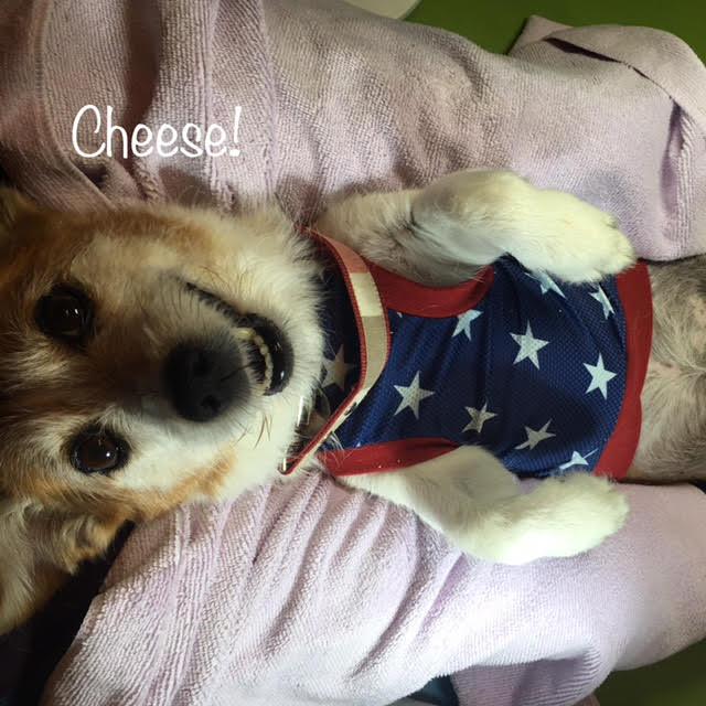 Cheese Cheese
