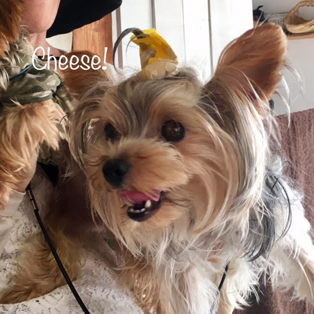 Cheese Cheese