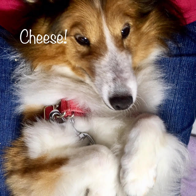 Cheese Cheese