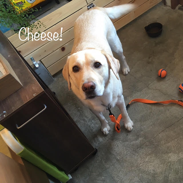 Cheese Cheese