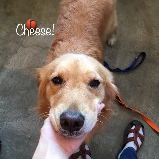Cheese Cheese