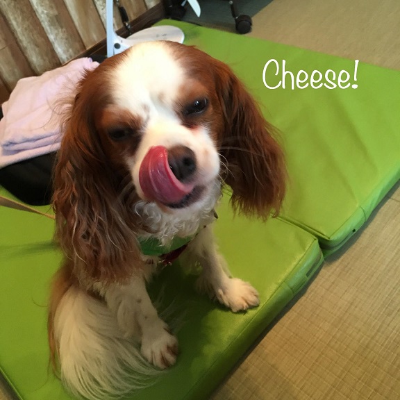 Cheese Cheese