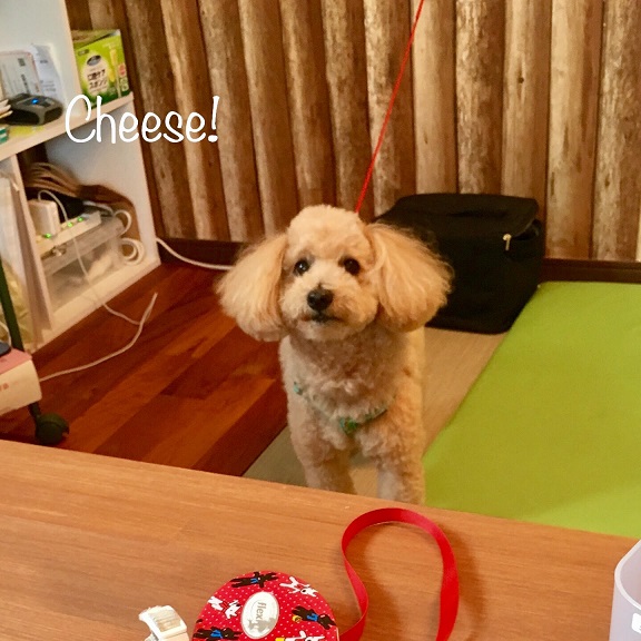 Cheese Cheese