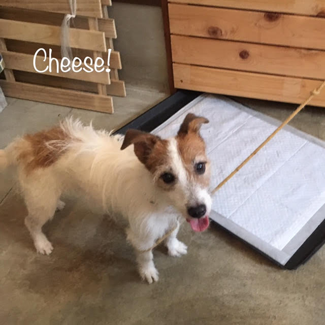 Cheese Cheese
