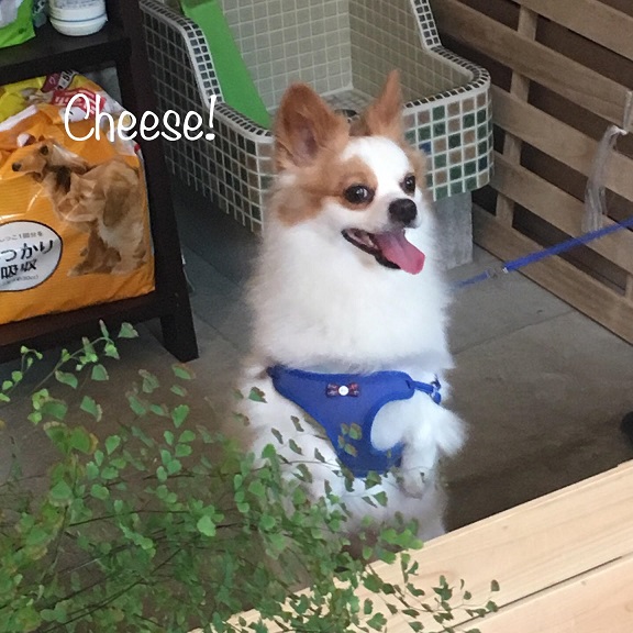 Cheese Cheese