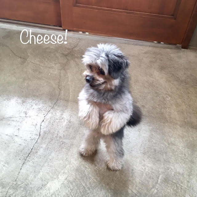 Cheese Cheese