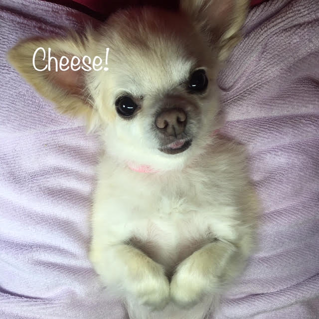 Cheese Cheese