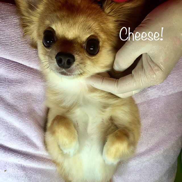 Cheese Cheese