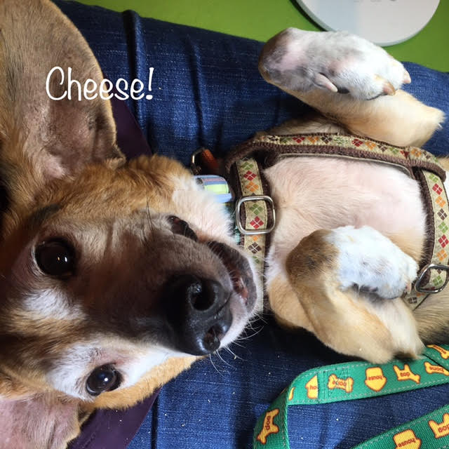 Cheese Cheese