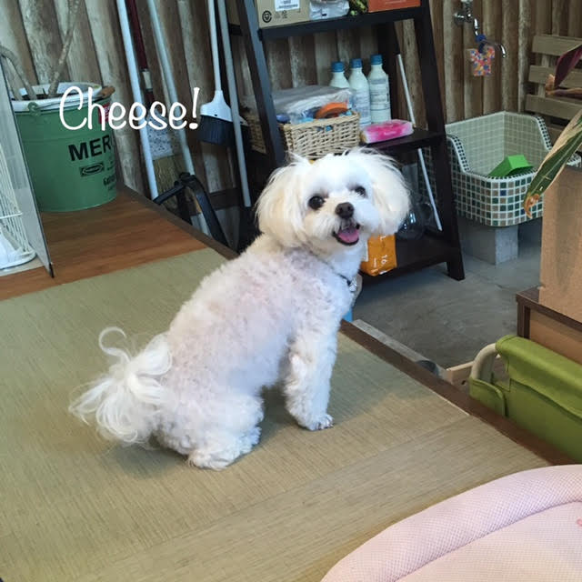 Cheese Cheese