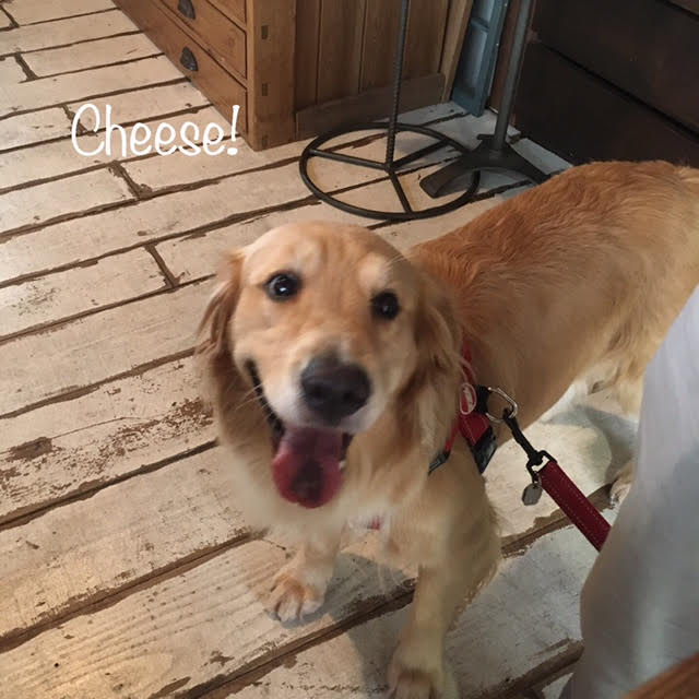 Cheese Cheese