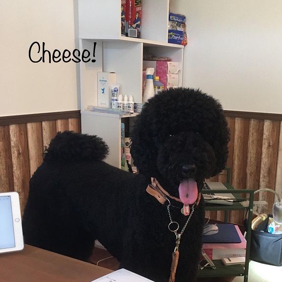 Cheese Cheese