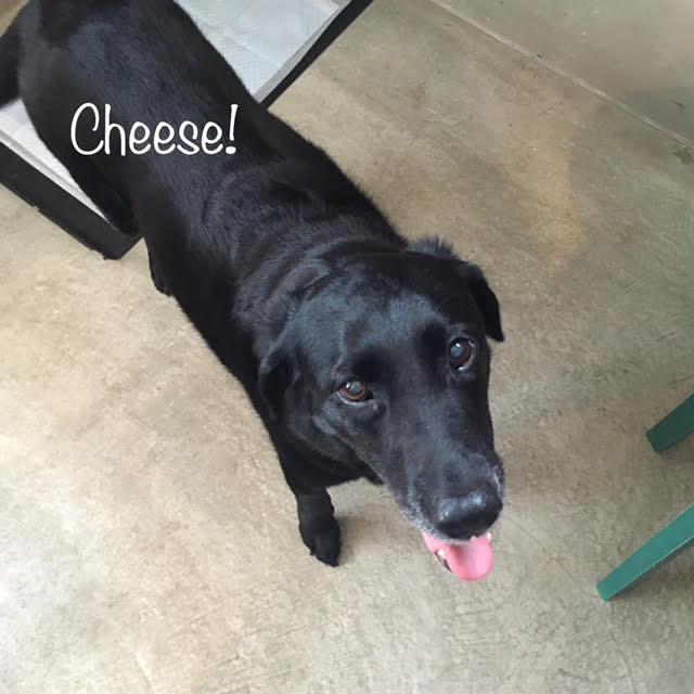 Cheese Cheese
