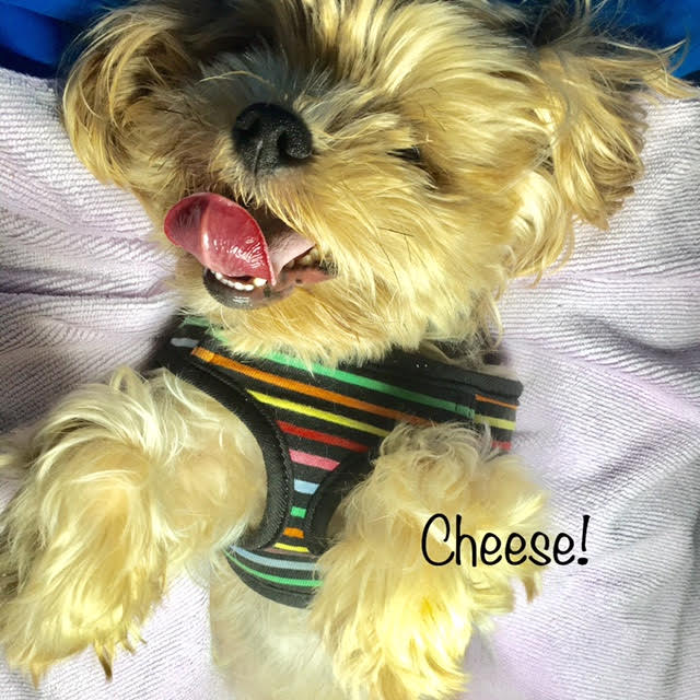 Cheese