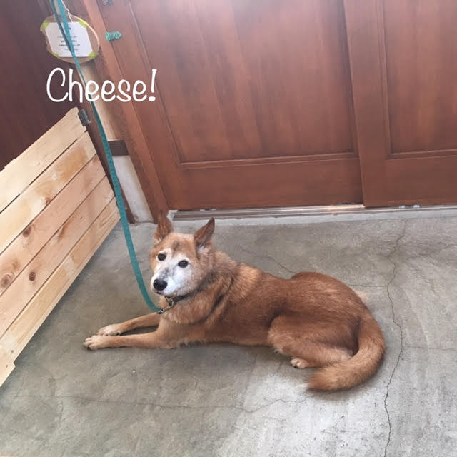 Cheese Cheese