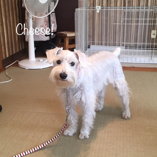 Cheese Cheese