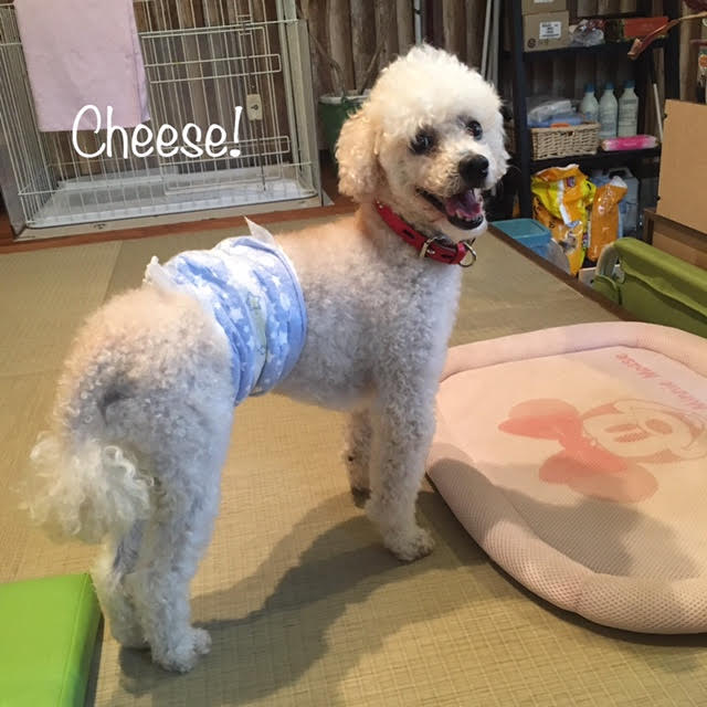 Cheese Cheese