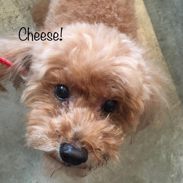 Cheese Cheese
